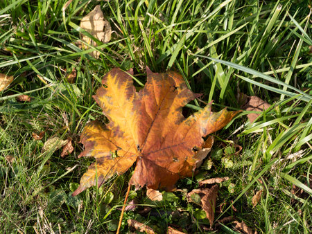 Maple leaf lies on green grassの写真素材