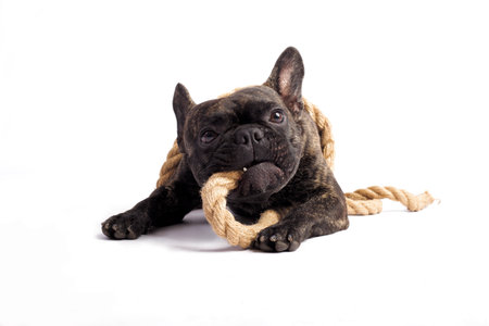 funny french bulldog playing with a rope on the white backgroundの写真素材