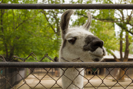 mammal animal. llama looks out from behind the fence. zoo.の写真素材