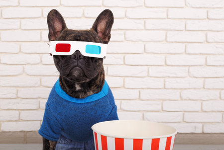 French Bulldog in 3D glasses. in fashionable jeans and a sweater. sits against a brick wall with popcorn. cinema conceptの写真素材