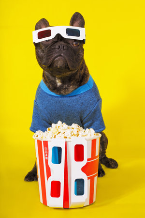 Dog French Bulldog in 3D glasses and a trendy sweater sitting with popcorn on a yellow background. cinema conceptの写真素材
