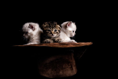 Three cute kittens sitting inside a cowboy hat. on a black background. studio photoの写真素材
