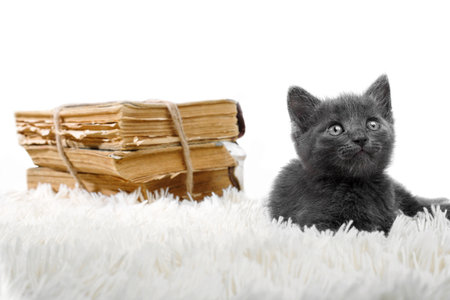little gray kitten lying with books on white backgroundの写真素材