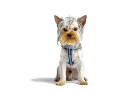 cute dog. Yorkshire Terrier. studio photo on a white background. posing sittingの写真素材