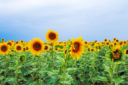 Sunflower natural background. Sunflower blooming. Close-up of sunflowerの写真素材