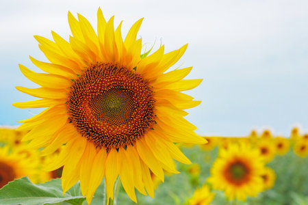 Sunflower natural background. Sunflower blooming. Close-up of sunflowerの写真素材