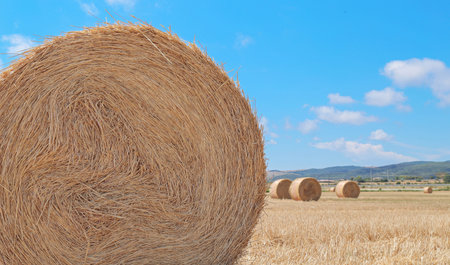 Haystacks in the field after harvest. Dry straw on haystack field. Haystacks on agriculture field....