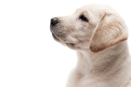 White labrador retriever puppyの写真素材
