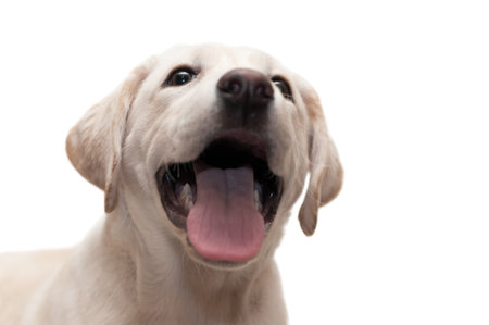 Puppy Labrador retriever isolated on white の写真素材
