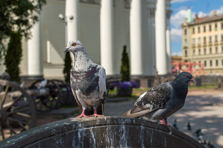 Portrait of a pigeon close up in summerの写真素材