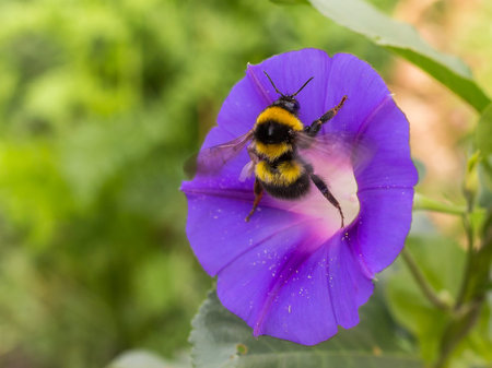 Bumblebee on Dahlia flower in summer beauty