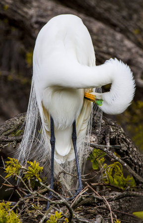 snowy egret preeningの写真素材