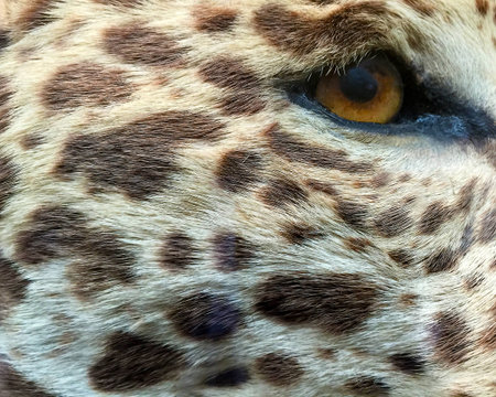 Cheetah with extreme close up of its eyeの写真素材
