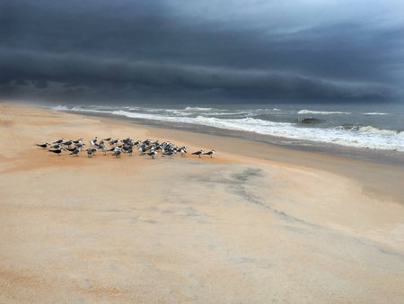 flock of seagulls gather on beach ahead of the stormの写真素材