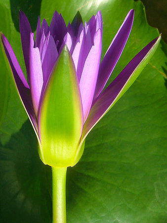 lotus flowerの写真素材