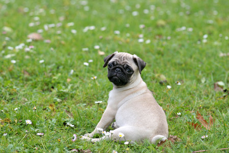 Beautiful dogの写真素材