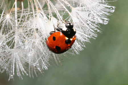 Lady Bugの写真素材