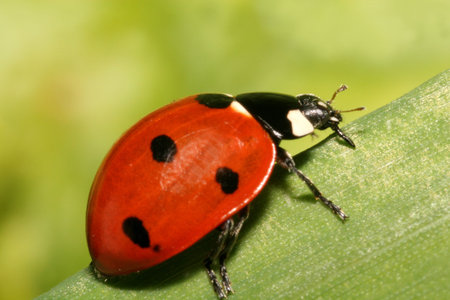 Ladybug