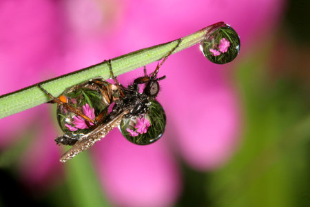 Fly in Dropsの写真素材