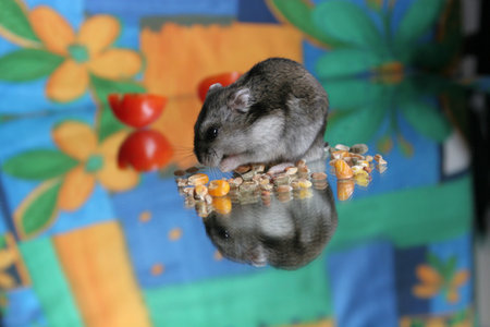 Hamsterの写真素材