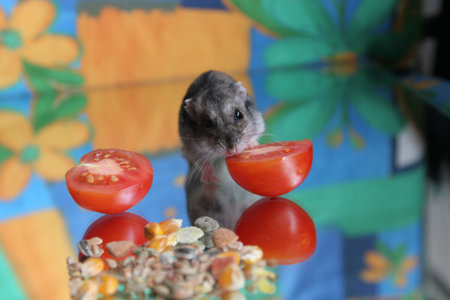 Hamster