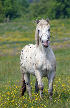 Beautiful Horseの写真素材