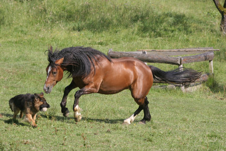 Beautiful Horse and Dogの写真素材
