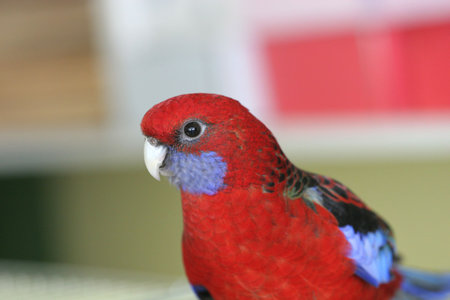 Red macaw parrotの写真素材