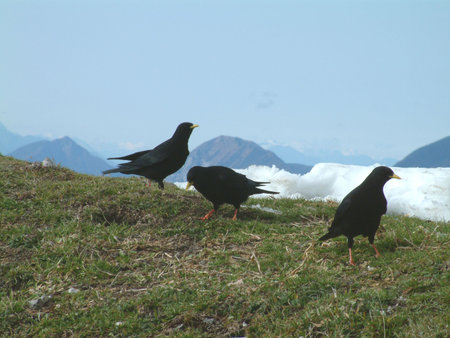 Birdsの写真素材