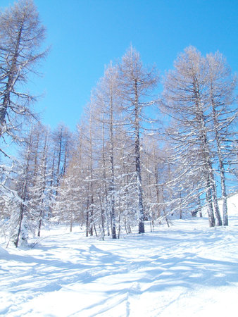 Beautiful Winter