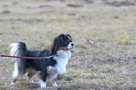 Tibetan  Spaniel