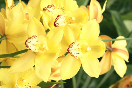 Flowerの写真素材