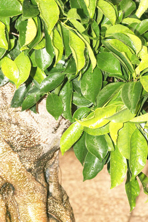 Bonsai