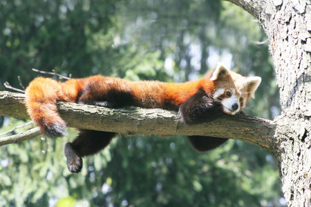 Red Pandaの写真素材