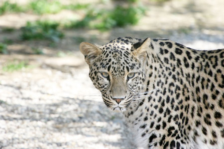 Leopard