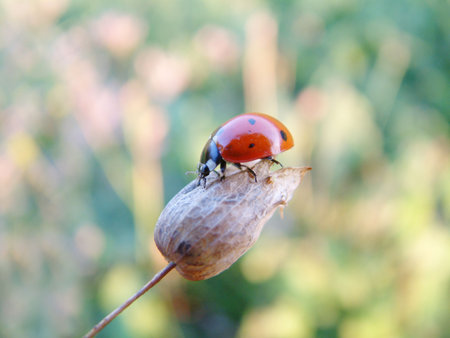 Ladybug