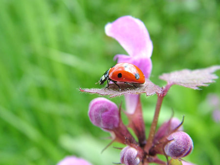 Ladybug