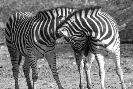 Zebrasの写真素材
