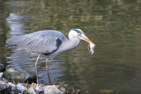 Grey Heronの写真素材