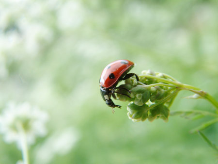 Ladybug