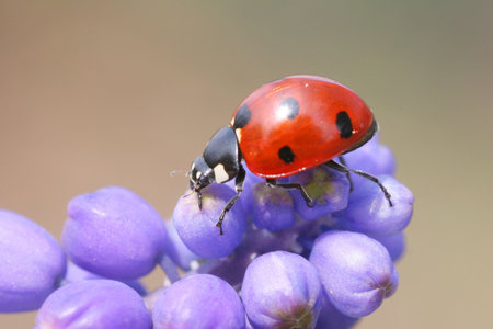Ladybug