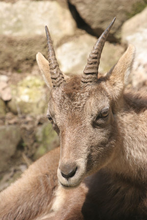 Rock goat, ibex