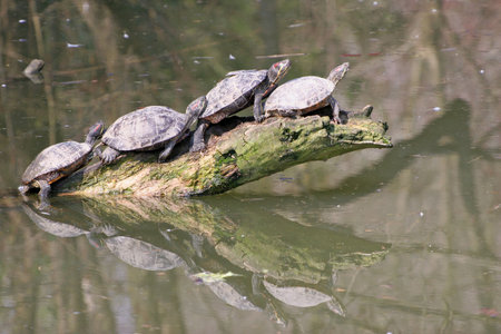 Turtles の写真素材