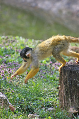 Monkey