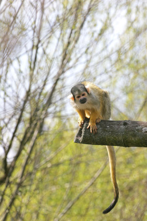 Monkey
