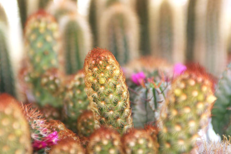 Cactus