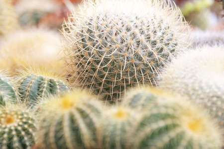 Cactusの写真素材