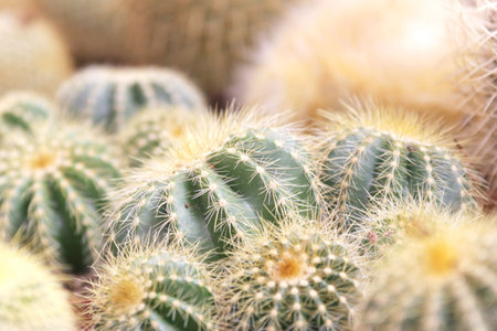 Cactusの写真素材