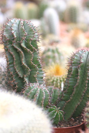 Cactus