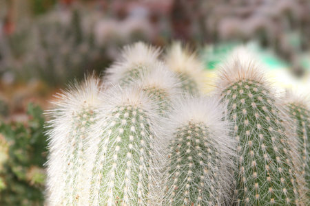 Cactusの写真素材
